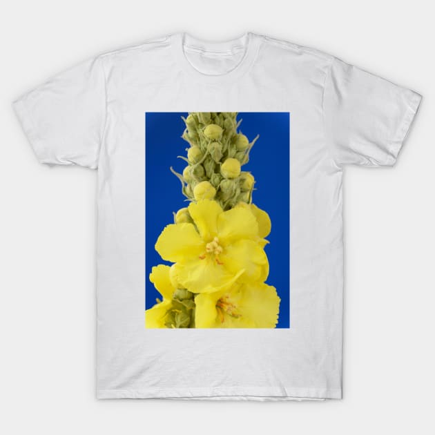 Verbascum × hybridum  &#39;Banana Custard&#39;  Mullein T-Shirt by chrisburrows